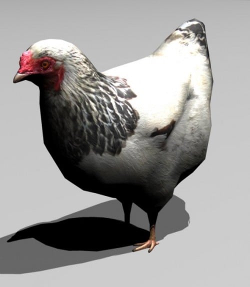 Chiken Animal 3d Model