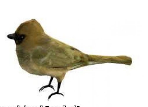 Cardinal Bird Free 3d Model Animal