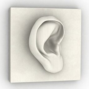 3D model sochařského ucha