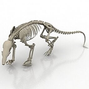 Squelette modèle 3D