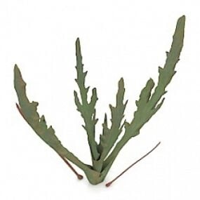 3D model rostliny Kalanhoe Synsepala Rz