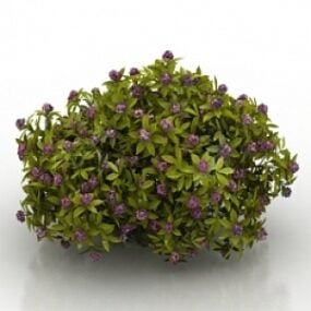 Blume Daphne Odora Aureomarginata 3D-Modell