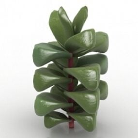 Plantera Crassula Cornuta 3d-modell