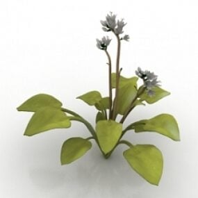 Model tanaman Hosta 3d