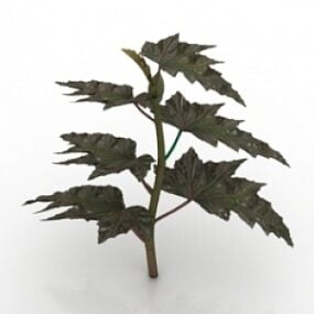 พืชฟันเลื่อย Begonia แบบจำลอง 3 มิติ