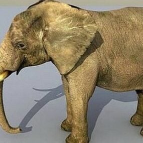 Asiatisches Elefanten-3D-Modell