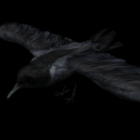 3D model vrány