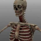 Skeleton Manusia