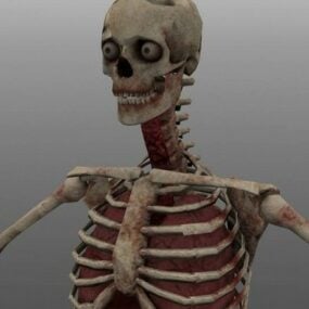 3d модель скелета людини