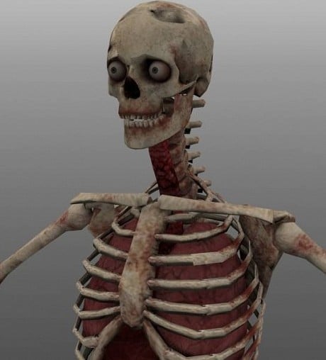 Skeleton Human