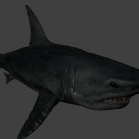 דגם תלת מימד של כריש