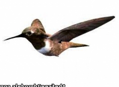Flying Humming Bird