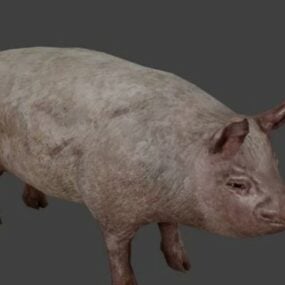 सुअर 3डी मॉडल