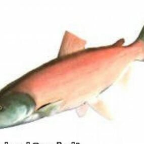 Modello 3d di pesce salmone
