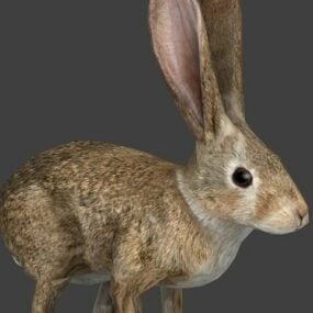ウサギの3Dモデル