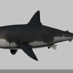 Megalodon Huge Shark דגם תלת מימד