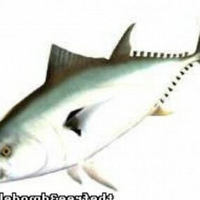 Model Ikan Tuna 3d