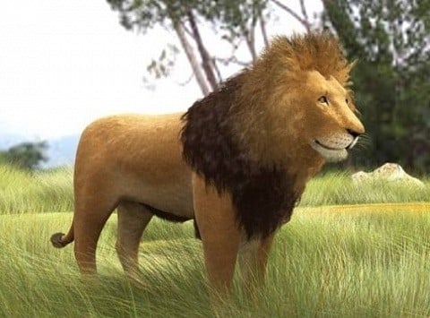 Lion d'Afrique