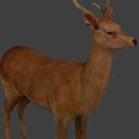 Europe Deer 3d-model