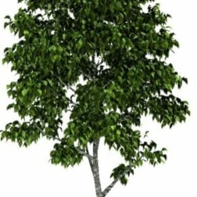 Natur Björk Tree 3d-modell