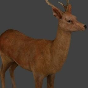 Realistic Deer 3d model