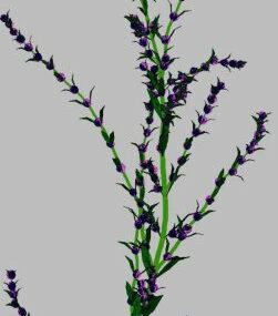3д модель фиолетового цветка