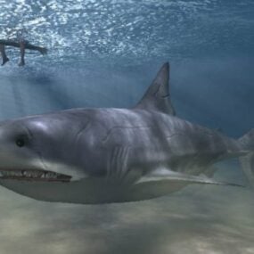 Mô hình cá mập 3d thực tế