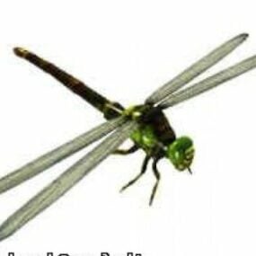 Dragonfly 3d-modell