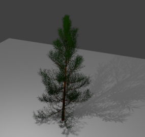 Model 3d Pohon Pinus Natal Alam