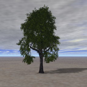 نموذج شجرة قيقب السكر ثلاثي الأبعاد