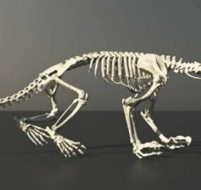 Modello 3d dello scheletro del formichiere