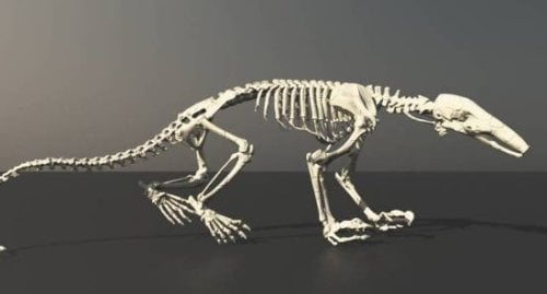Esqueleto de oso hormiguero