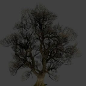 Drzewo roślinne Dąb Model 3D
