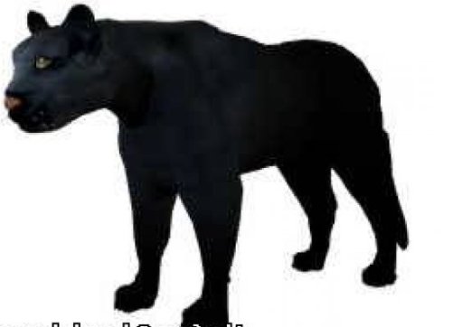 Чёрная Пантера Животное
