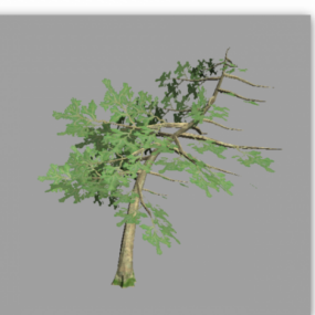 Curved Pine Tree 3d model