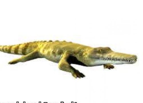 Ali-gator Crocodile