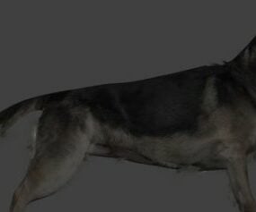 Modello 3d del cane Shepard