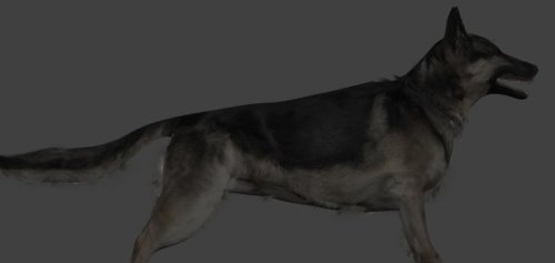 Shepard Dog