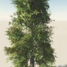 3D-Modell eines breiten Blattbaums