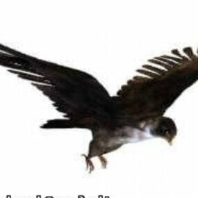Modello 3d dell'uccello falco
