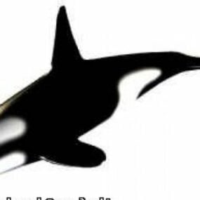 Modelo 3d de peixe baleia assassina