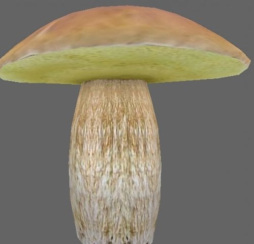 Natur Boletus svamp