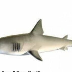 Modelo 3d del tiburón tigre