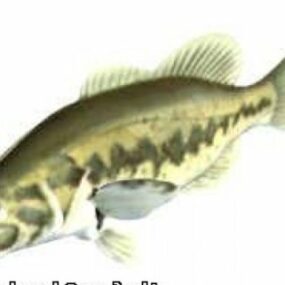 Bass Fish 3d model