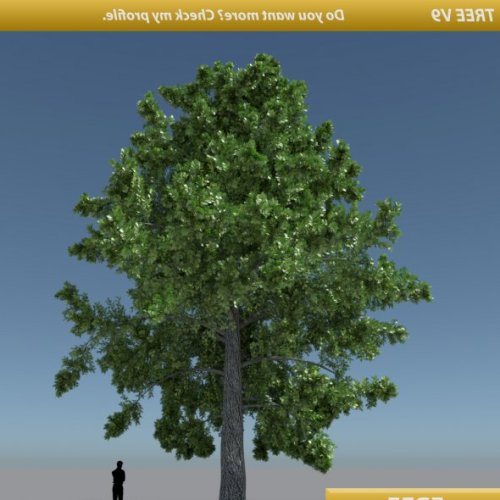 Tree Oak gratis