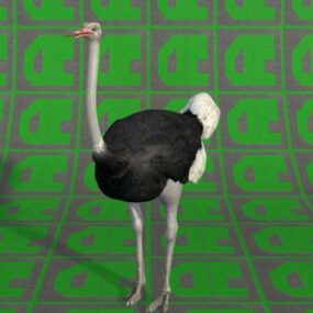 Ostrich Animal  Free 3d model