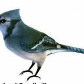 3d модель птаха Блакитна сойка