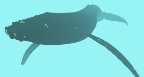 Humpback Whale Animal