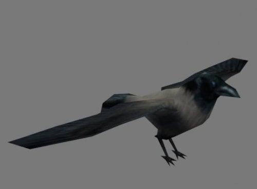 Crow Animal