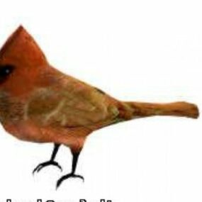 Model 3d Burung Kardinal